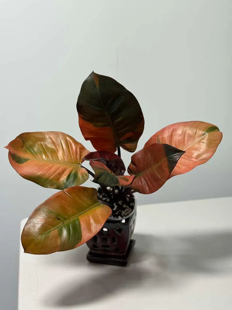 Variegated Black Cardinal Philodendron in a Nursery Pot - EXTREMELY Rare Collector Plant - Very Hard to come by - Indoor Plant - US Seller