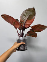 Variegated Black Cardinal Philodendron in a Nursery Pot - EXTREMELY Rare Collector Plant - Very Hard to come by - Indoor Plant - US Seller