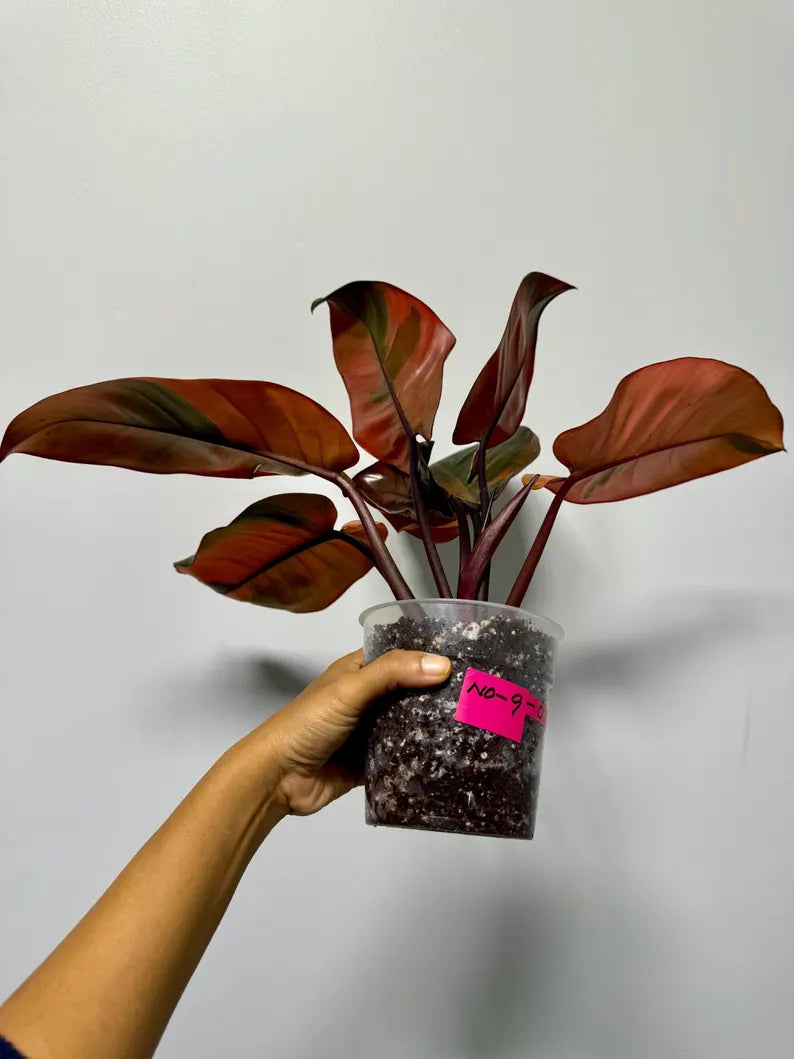 Variegated Black Cardinal Philodendron in a Nursery Pot - EXTREMELY Rare Collector Plant - Very Hard to come by - Indoor Plant - US Seller