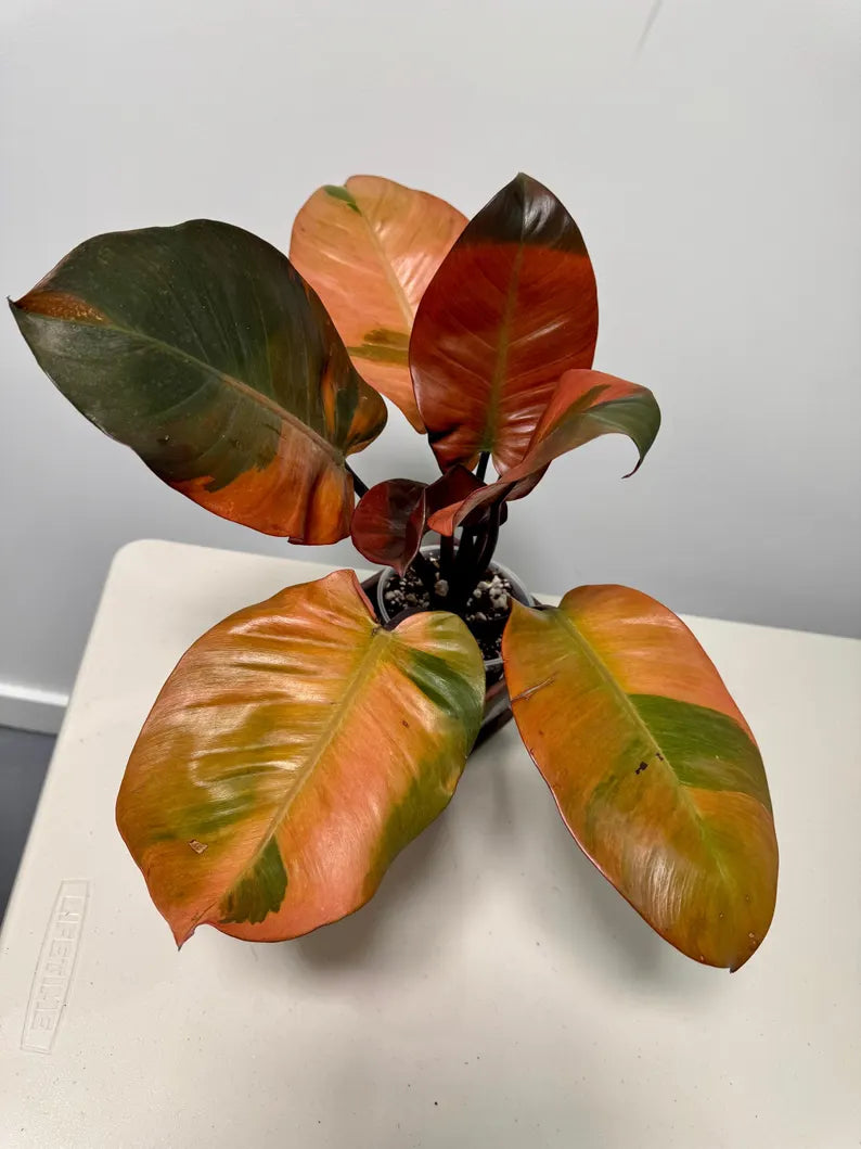Variegated Black Cardinal Philodendron in a Nursery Pot - EXTREMELY Rare Collector Plant - Very Hard to come by - Indoor Plant - US Seller