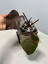 RARE Philodendron Orange Princess in a Nursery Pot - Orange Princess Marble Philodendron Live Plant - Same Potted Plant - US Seller