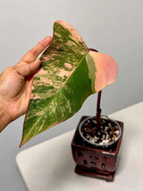 High Variegated Philodendron Strawberry Shake - Pink Rare Collector Plant - Gift Indoor Plant - Exact Same Plant - US Seller