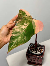 High Variegated Philodendron Strawberry Shake - Pink Rare Collector Plant - Gift Indoor Plant - Exact Same Plant - US Seller