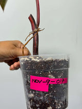 High Variegated Philodendron Strawberry Shake - Pink Rare Collector Plant - Gift Indoor Plant - Exact Same Plant - US Seller