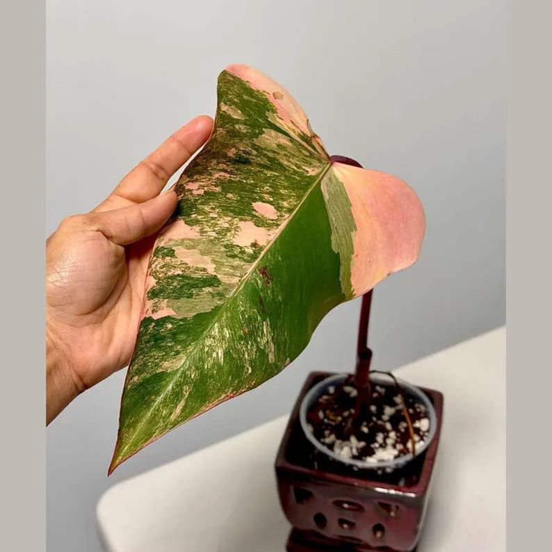 High Variegated Philodendron Strawberry Shake - Pink Rare Collector Plant - Gift Indoor Plant - Exact Same Plant - US Seller