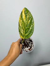 Variegated Monstera Peru in a Nursery Pot - Live Houseplants - Air Purifying Plant - Beginners Plant - Rare Collector Plant - US Seller