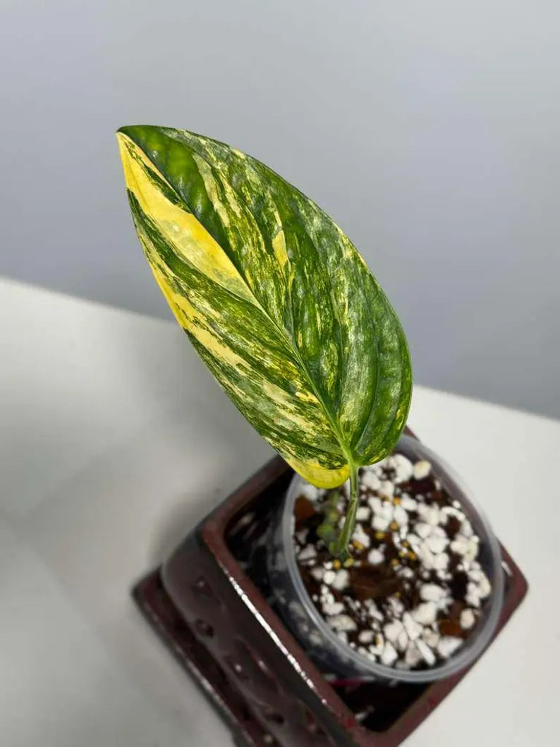 Variegated Monstera Peru in a Nursery Pot - Live Houseplants - Air Purifying Plant - Beginners Plant - Rare Collector Plant - US Seller