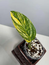 Variegated Monstera Peru in a Nursery Pot - Live Houseplants - Air Purifying Plant - Beginners Plant - Rare Collector Plant - US Seller