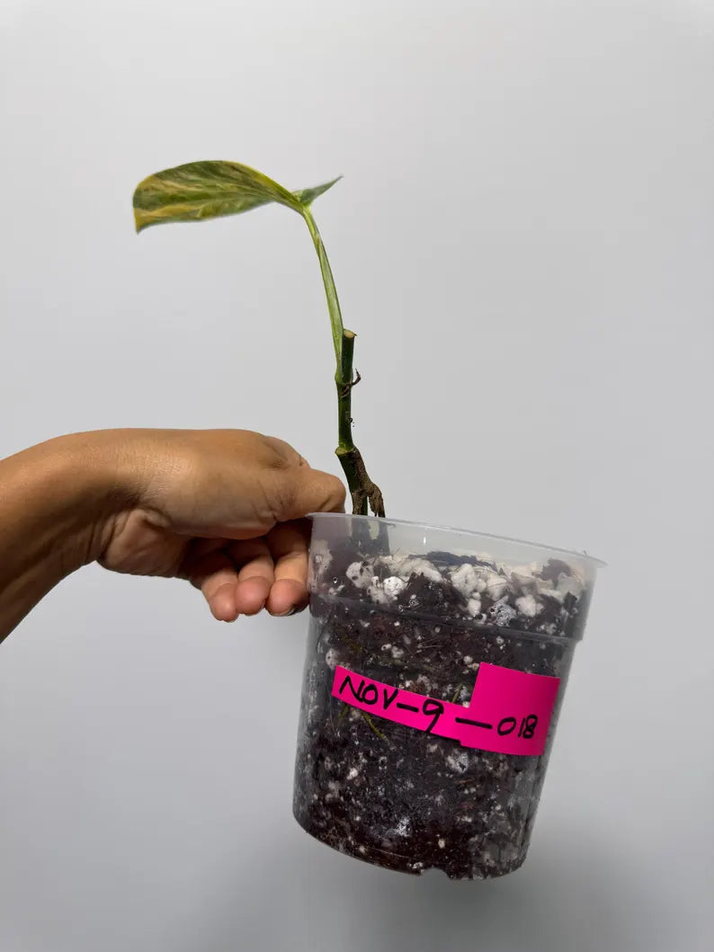 Variegated Monstera Peru in a Nursery Pot - Live Houseplants - Air Purifying Plant - Beginners Plant - Rare Collector Plant - US Seller