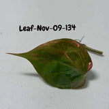 Variegated Philodendron Mican Aurea Cuttings - Velvet Heartleaf Philodendron - Vining Indoor Plant - Exotic Office Plants - US Seller