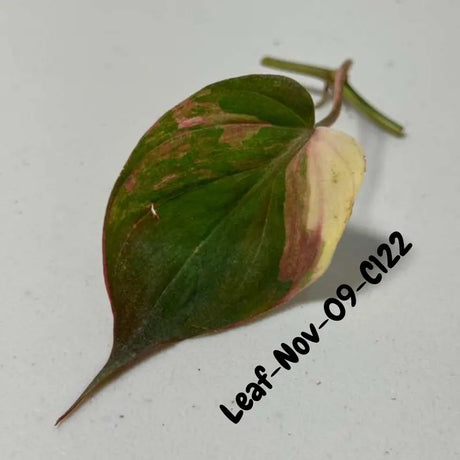 Variegated Philodendron Mican Aurea Cuttings - Velvet Heartleaf Philodendron - Vining Indoor Plant - Exotic Office Plants - US Seller