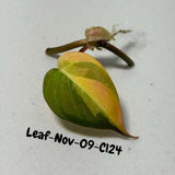 Variegated Philodendron Mican Aurea Cuttings - Velvet Heartleaf Philodendron - Vining Indoor Plant - Exotic Office Plants - US Seller