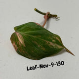 Variegated Philodendron Mican Aurea Cuttings - Velvet Heartleaf Philodendron - Vining Indoor Plant - Exotic Office Plants - US Seller