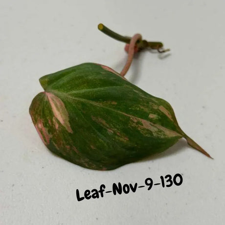 Variegated Philodendron Mican Aurea Cuttings - Velvet Heartleaf Philodendron - Vining Indoor Plant - Exotic Office Plants - US Seller