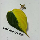 Variegated Philodendron Mican Aurea Cuttings - Velvet Heartleaf Philodendron - Vining Indoor Plant - Exotic Office Plants - US Seller