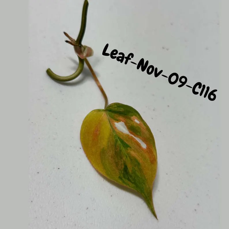 Variegated Philodendron Mican Aurea Cuttings - Velvet Heartleaf Philodendron - Vining Indoor Plant - Exotic Office Plants - US Seller