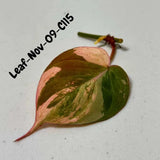 Variegated Philodendron Mican Aurea Cuttings - Velvet Heartleaf Philodendron - Vining Indoor Plant - Exotic Office Plants - US Seller