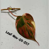 Variegated Philodendron Mican Aurea Cuttings - Velvet Heartleaf Philodendron - Vining Indoor Plant - Exotic Office Plants - US Seller