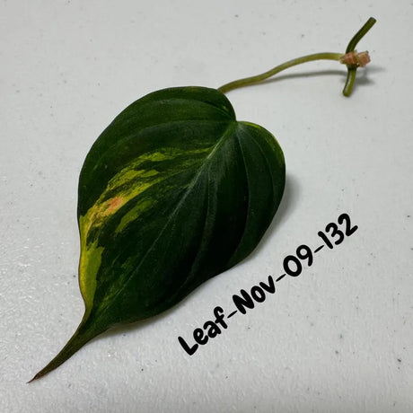 Variegated Philodendron Mican Aurea Cuttings - Velvet Heartleaf Philodendron - Vining Indoor Plant - Exotic Office Plants - US Seller