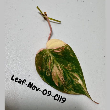 Variegated Philodendron Mican Aurea Cuttings - Velvet Heartleaf Philodendron - Vining Indoor Plant - Exotic Office Plants - US Seller
