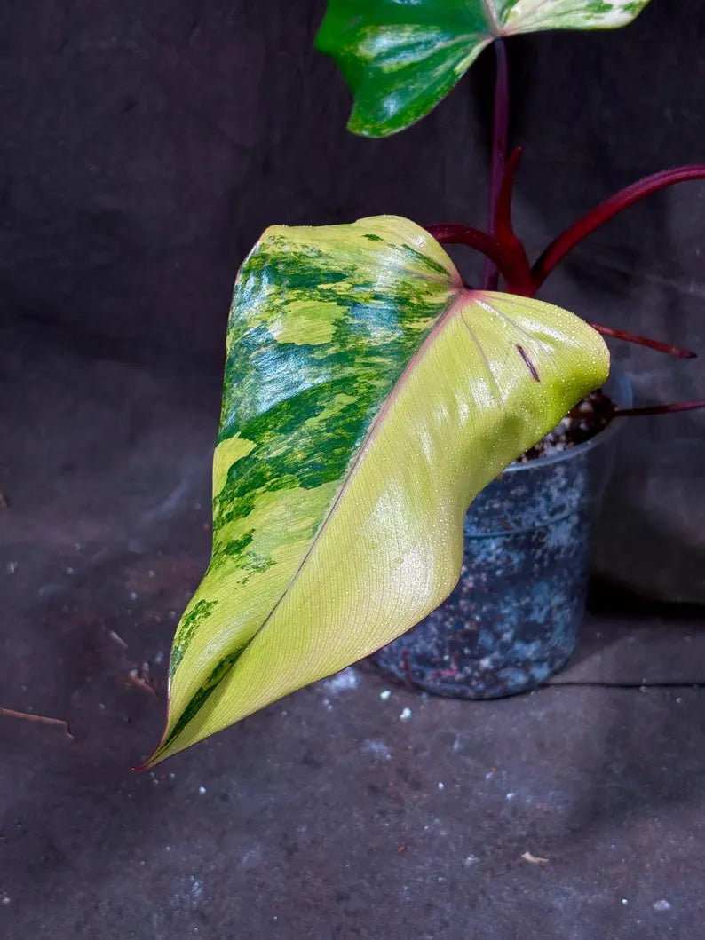 Variegated Philodendron Strawberry Shake Exact Live Plant - Rare Collector Plant - Gift Indoor Bright Pink - Exotic Plants - US Seller