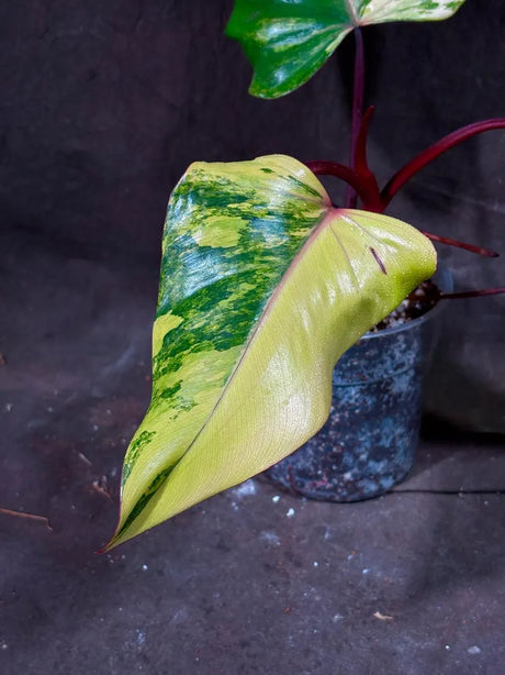 Variegated Philodendron Strawberry Shake Exact Live Plant - Rare Collector Plant - Gift Indoor Bright Pink - Exotic Plants - US Seller