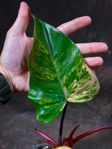 Variegated Philodendron Strawberry Shake Exact Live Plant - Rare Collector Plant - Gift Indoor Bright Pink - Exotic Plants - US Seller