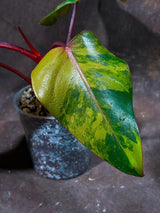 Variegated Philodendron Strawberry Shake Exact Live Plant - Rare Collector Plant - Gift Indoor Bright Pink - Exotic Plants - US Seller