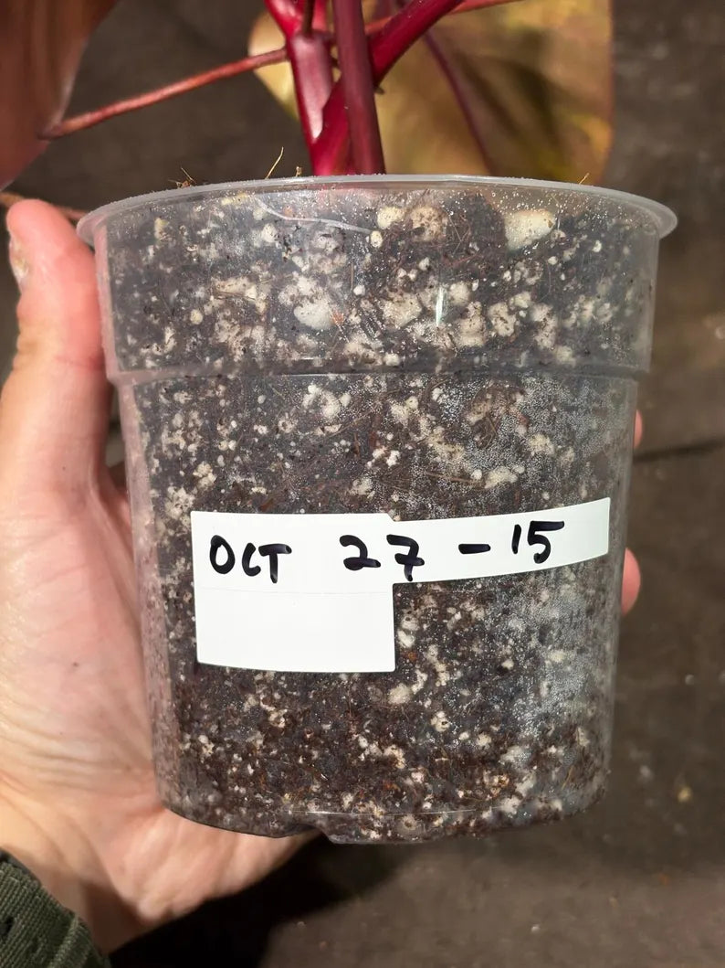 Variegated Philodendron Strawberry Shake Exact Live Plant - Rare Collector Plant - Gift Indoor Bright Pink - Exotic Plants - US Seller