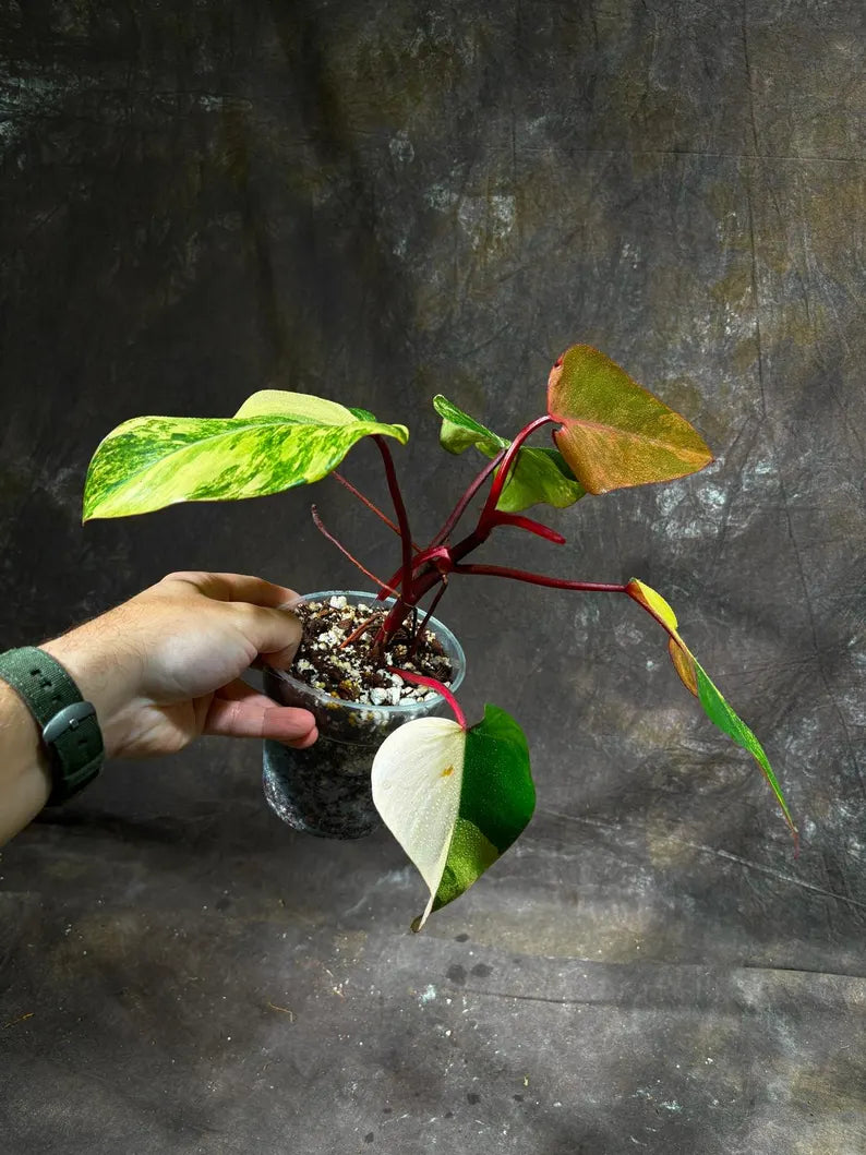 Variegated Philodendron Strawberry Shake Exact Live Plant - Rare Collector Plant - Gift Indoor Bright Pink - Exotic Plants - US Seller