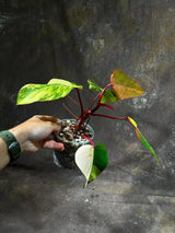 Variegated Philodendron Strawberry Shake Exact Live Plant - Rare Collector Plant - Gift Indoor Bright Pink - Exotic Plants - US Seller