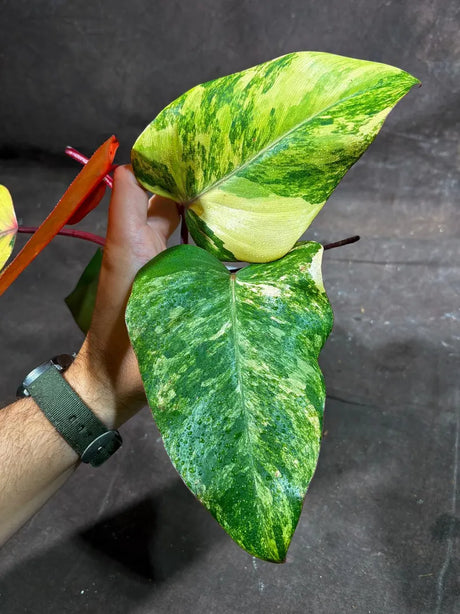 Variegated Philodendron Strawberry Shake Exact Live Plant - Rare Collector Plant - Gift Indoor Bright Pink - Exotic Plants - US Seller
