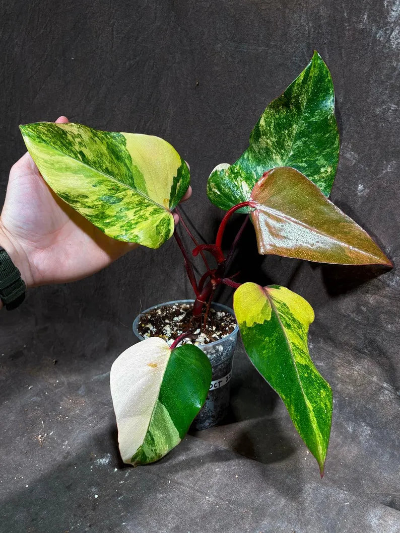 Variegated Philodendron Strawberry Shake Exact Live Plant - Rare Collector Plant - Gift Indoor Bright Pink - Exotic Plants - US Seller