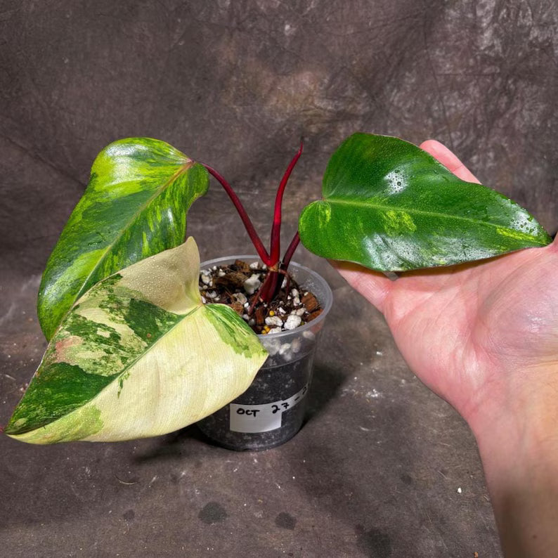 Variegated Philodendron Strawberry Shake Exact Live Plant - Rare Collector Plant - Gift Indoor Bright Pink - Exotic Plants - US Seller