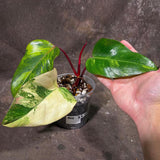 Variegated Philodendron Strawberry Shake Exact Live Plant - Rare Collector Plant - Gift Indoor Bright Pink - Exotic Plants - US Seller