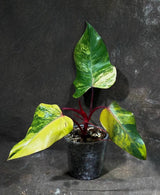 Variegated Philodendron Strawberry Shake Exact Live Plant - Rare Collector Plant - Gift Indoor Bright Pink - Exotic Plants - US Seller