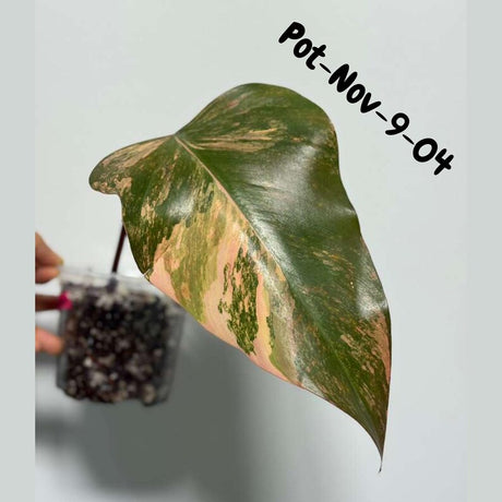 Variegated Philodendron Strawberry Shake EXACT Live Plant - Rare Strawberry Pink and Yellow Variegated Plant - Collector Gift Plant