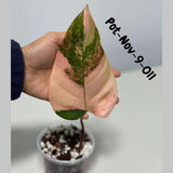 Variegated Philodendron Strawberry Shake EXACT Live Plant - Rare Strawberry Pink and Yellow Variegated Plant - Collector Gift Plant