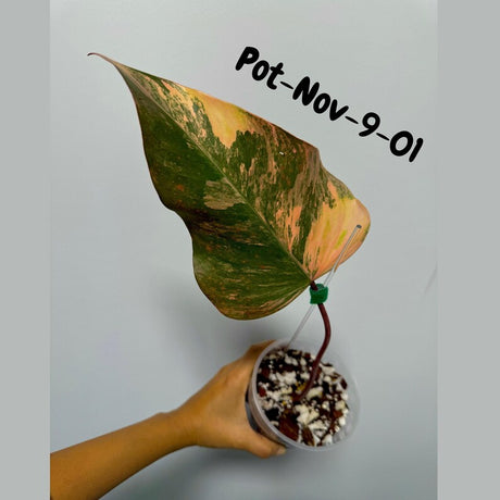 Variegated Philodendron Strawberry Shake EXACT Live Plant - Rare Strawberry Pink and Yellow Variegated Plant - Collector Gift Plant