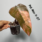 Variegated Philodendron Strawberry Shake EXACT Live Plant - Rare Strawberry Pink and Yellow Variegated Plant - Collector Gift Plant