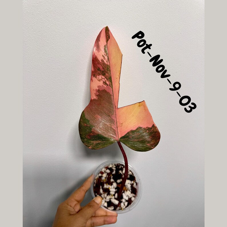 Variegated Philodendron Strawberry Shake EXACT Live Plant - Rare Strawberry Pink and Yellow Variegated Plant - Collector Gift Plant