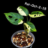 Variegated Monstera Adansonii Albo Plant Live - Rare Swiss Cheese EXACT Same Plant - Half-Moon Leaf - Collector's Aroid - US Seller