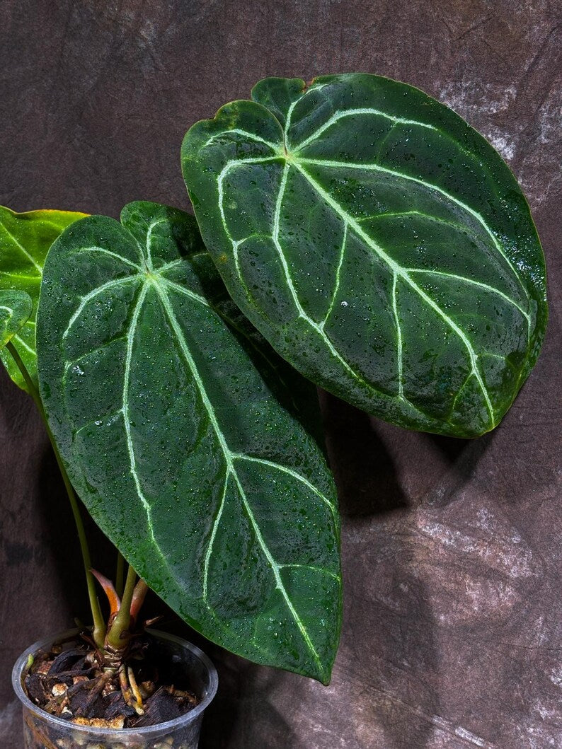 Anthurium Clarinervium Plant in a Nursery Pot - Live Anthurium - Crystal Anthurium - Tropical Indoor Houseplant - Same Plant - US Seller