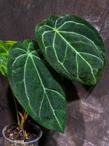 Anthurium Clarinervium Plant in a Nursery Pot - Live Anthurium - Crystal Anthurium - Tropical Indoor Houseplant - Same Plant - US Seller