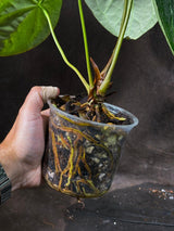 Anthurium Clarinervium Plant in a Nursery Pot - Live Anthurium - Crystal Anthurium - Tropical Indoor Houseplant - Same Plant - US Seller