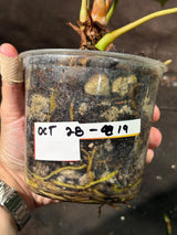 Anthurium Clarinervium Plant in a Nursery Pot - Live Anthurium - Crystal Anthurium - Tropical Indoor Houseplant - Same Plant - US Seller