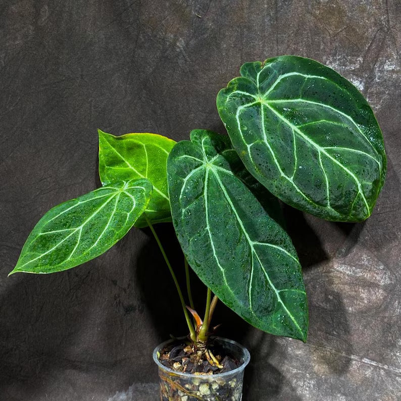 Anthurium Clarinervium Plant in a Nursery Pot - Live Anthurium - Crystal Anthurium - Tropical Indoor Houseplant - Same Plant - US Seller