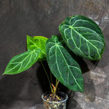 Anthurium Clarinervium Plant in a Nursery Pot - Live Anthurium - Crystal Anthurium - Tropical Indoor Houseplant - Same Plant - US Seller