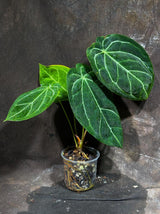 Anthurium Clarinervium Plant in a Nursery Pot - Live Anthurium - Crystal Anthurium - Tropical Indoor Houseplant - Same Plant - US Seller