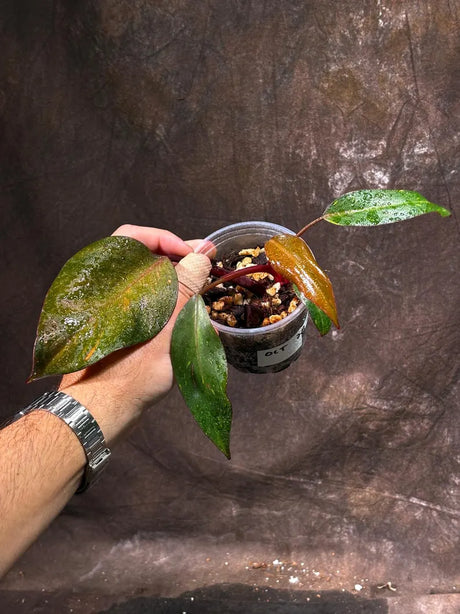 Philodendron Orange Princess Live Plant - Home Decor - Rare Collector Plant - Easy Indoor Houseplant Gift - Exact Plant - US Seller